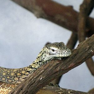 Young Komodo Dragon - Children's Zoo