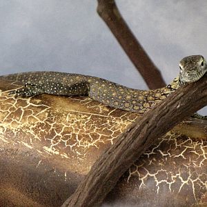 Young Komodo Dragon - Children's Zoo