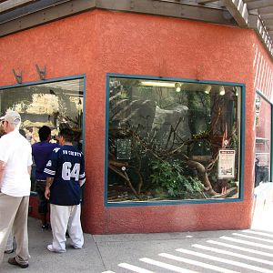 Young Komodo Dragon Exhibit - Children's Zoo