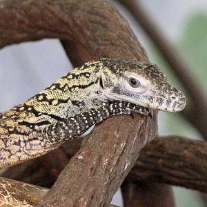 Young Komodo Dragon - Children's Zoo