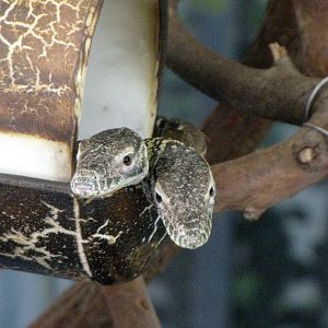 Young Komodo Dragons - Children's Zoo