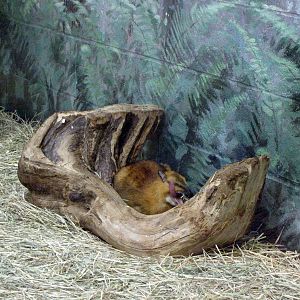 Greater Malayan Chevrotain - Children's Zoo