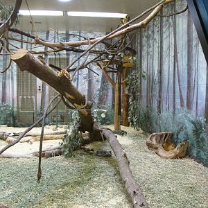 Greater Malayan Chevrotain/Slow Loris Exhibit - Children's Zoo