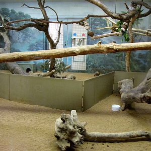 Three-banded Armadillo/Cotton-top Tamarin/Prehensile-tailed Porcupine Exhib