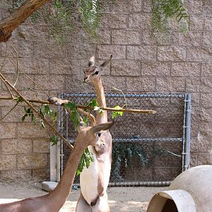 Young Gerenuks/Hoofstock Yard - Children's Zoo