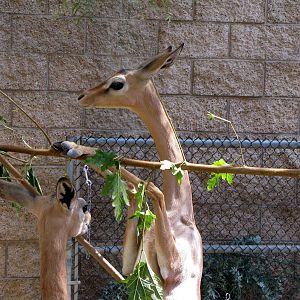 Young Gerenuks/Hoofstock Yard - Children's Zoo
