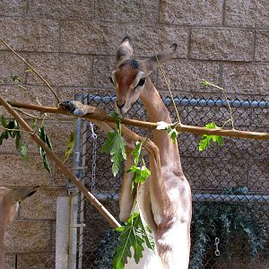 Young Gerenuks/Hoofstock Yard - Children's Zoo