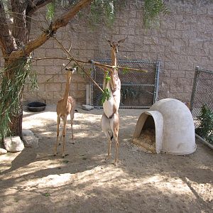 Young Gerenuks/Hoofstock Yard - Children's Zoo