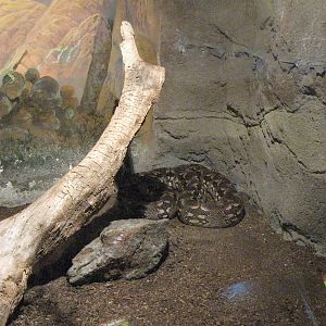Dumeril's Ground Boa - Children's Zoo