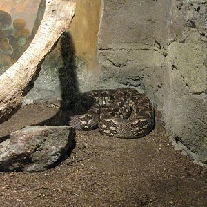 Dumeril's Ground Boa - Children's Zoo