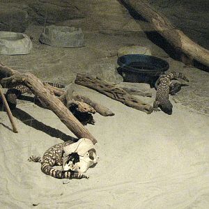 Mexican Beaded Lizards - Children's Zoo