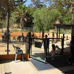Contact Petting Area - Children's Zoo