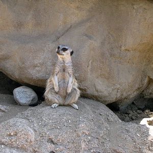 Meerkat