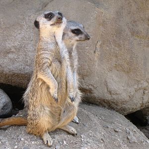 Meerkats