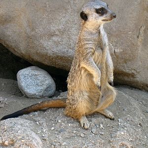 Meerkat