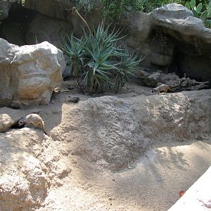Meerkat Habitat