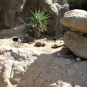 Meerkat Habitat