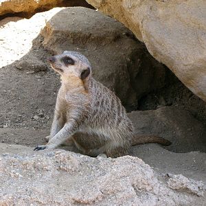 Meerkat
