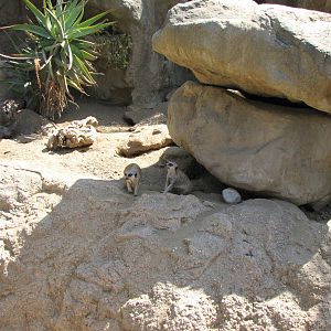 Meerkat Habitat