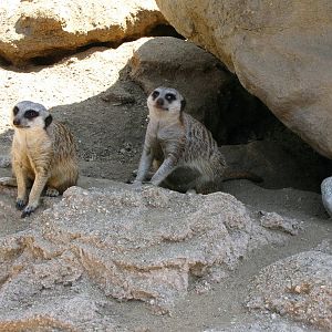 Meerkats