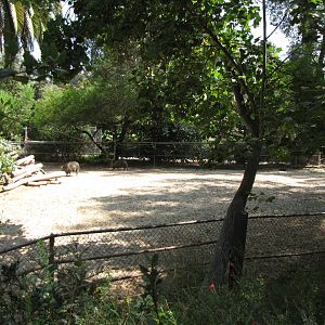 1 of 2 Chacoan Peccary Yards