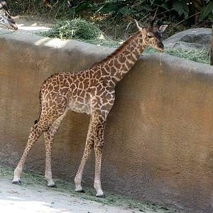 Young Masai Giraffe