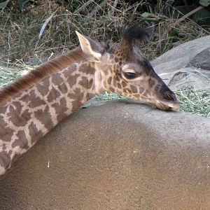 Young Masai Giraffe