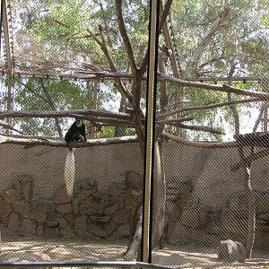 Black and White Colobus Monkeys