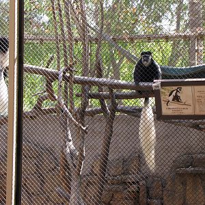 Black and White Colobus Monkeys