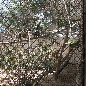 Blue-eyed Lemur Enclosure