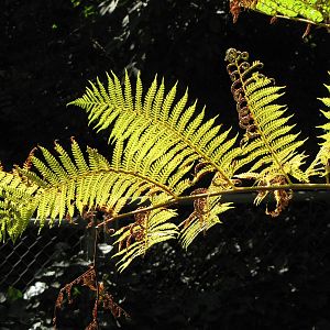 Los Angeles Zoo and Botanical Gardens