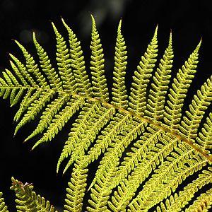 Los Angeles Zoo and Botanical Gardens