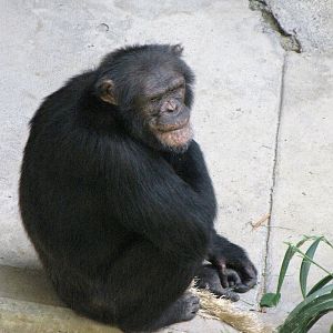 Chimpanzee