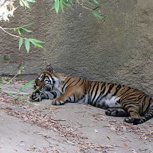Sumatran Tiger