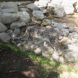 Snow Leopard