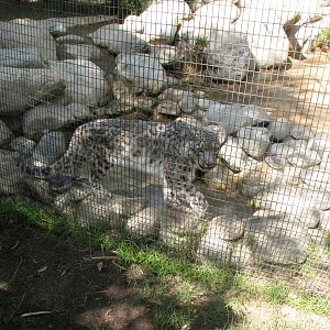 Snow Leopard