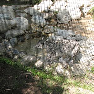 Snow Leopard