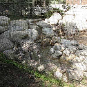 Snow Leopard
