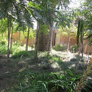 Chinese Water Deer Habitat - Elephants of Asia