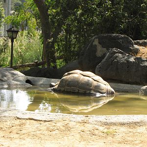 Aldabra Tortoise