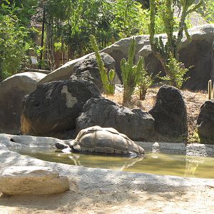 Aldabra Tortoise