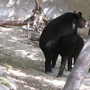 Mountain Tapirs