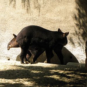 Mountain Tapirs