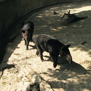 Mountain Tapirs