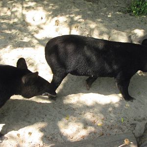 Mountain Tapirs