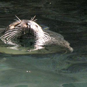 Harbor Seal
