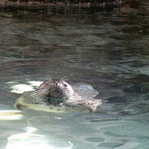 Harbor Seal