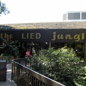 Lied Jungle