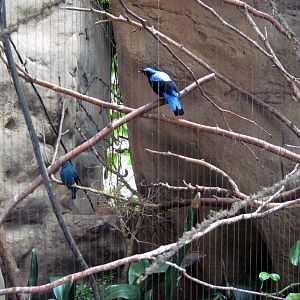 Lied Jungle-Fairy Bluebirds