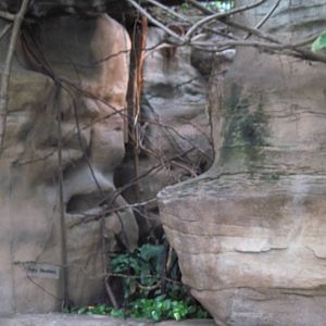 Lied Jungle-Fairy Bluebird Exhibit